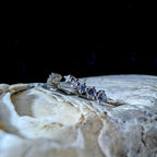 White Topaz Statement Ring Enhancer | 925 sterling silver
