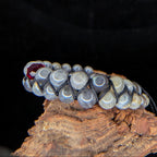 Labradorite with red glass bead double row bracelet