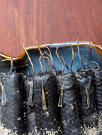 Protection ritual beeswax candles