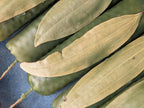 Fortune and prosperity ritual beeswax candles