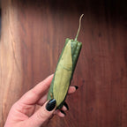 Fortune and prosperity ritual beeswax candles