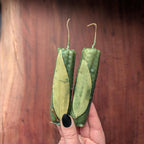 Fortune and prosperity ritual beeswax candles